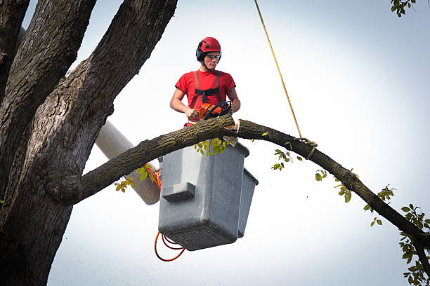 How Our Tree Care Process Works  in  Chatsworth, IL